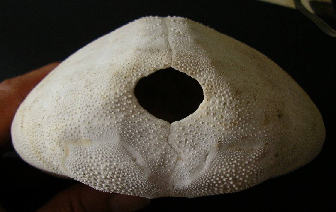 Teca di Spatangus purpureus